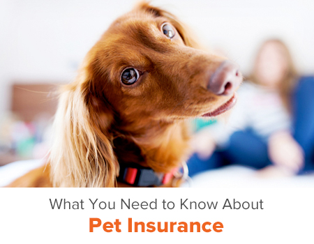 Aspca Pet Health Insurance Worldatwork